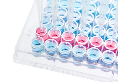 Multichannel pipette dispensing pink cell culture media into multiwell cell culture plate. Multichannel pipette dispensing pink cell culture media into multiwell cell culture plate.